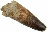 Fossil Spinosaurus Tooth - Real Dinosaur Tooth #230733-1